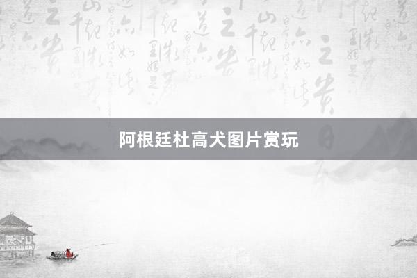 阿根廷杜高犬图片赏玩